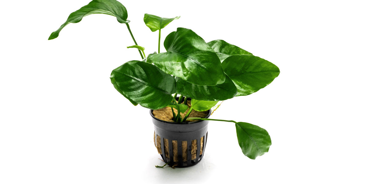 Anubias Barteri Aquarium Plant
