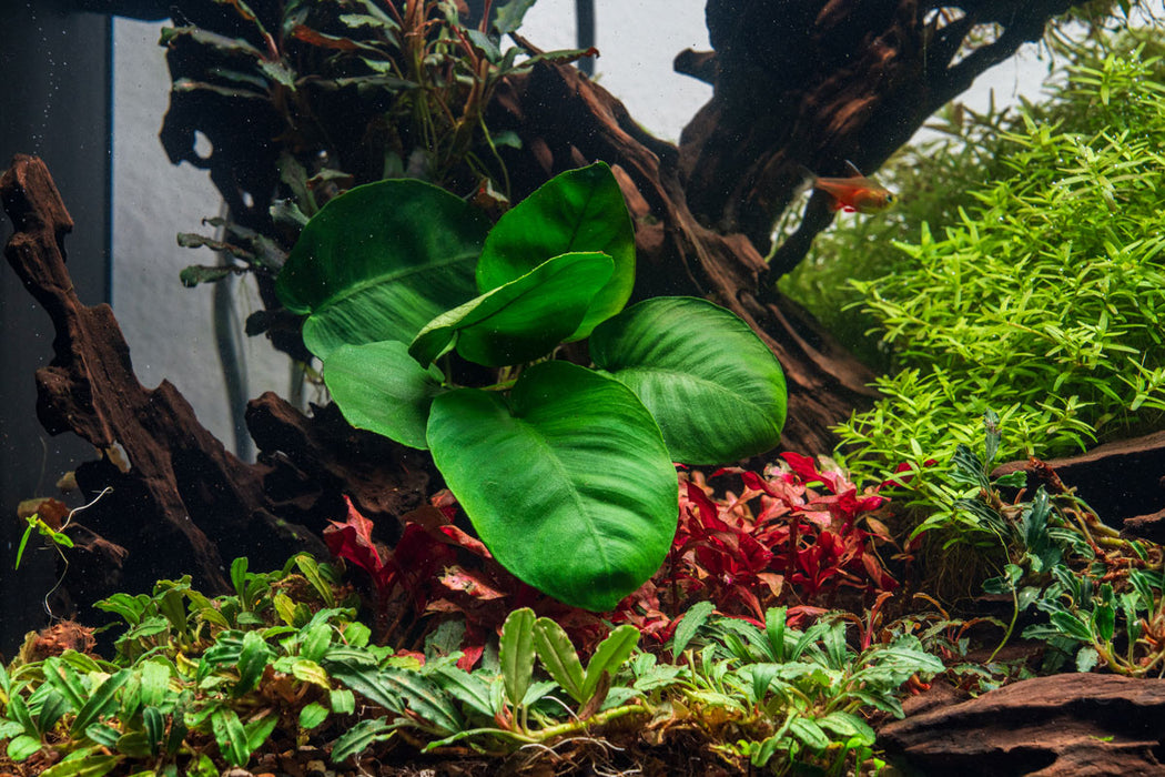 Anubias Barteri Broad Leaf