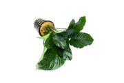 Anubias Barteri Broad Leaf aquatic plant in a CPA pot, featuring large green broad leaves suitable for freshwater aquariums.