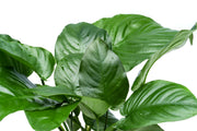 Healthy Anubias Barteri broad leaf aquatic plant in a CPA mother pot, suitable for freshwater aquariums.