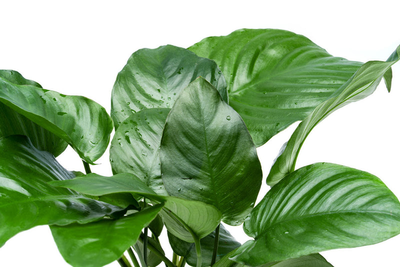 Healthy Anubias Barteri broad leaf aquatic plant in a CPA mother pot, suitable for freshwater aquariums.