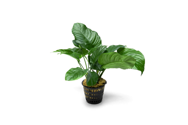 Healthy Anubias Barteri Broad Leaf aquatic plant in a CPA mother pot, ideal for freshwater aquarium decoration.