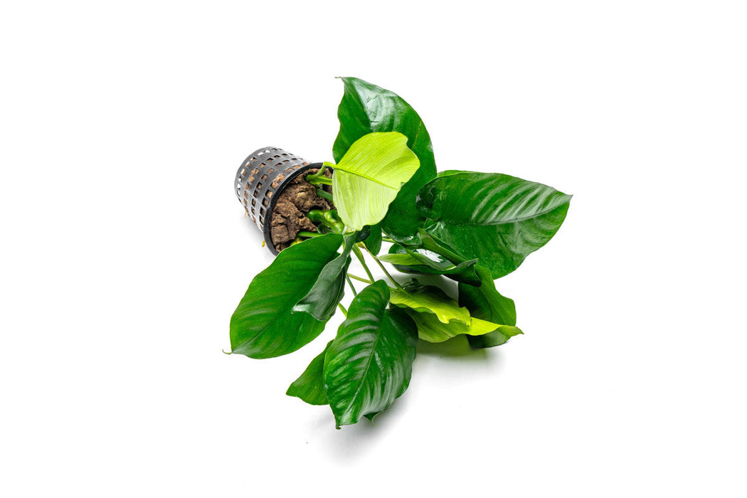 Anubias Barteri Broad Leaf Mother Pot