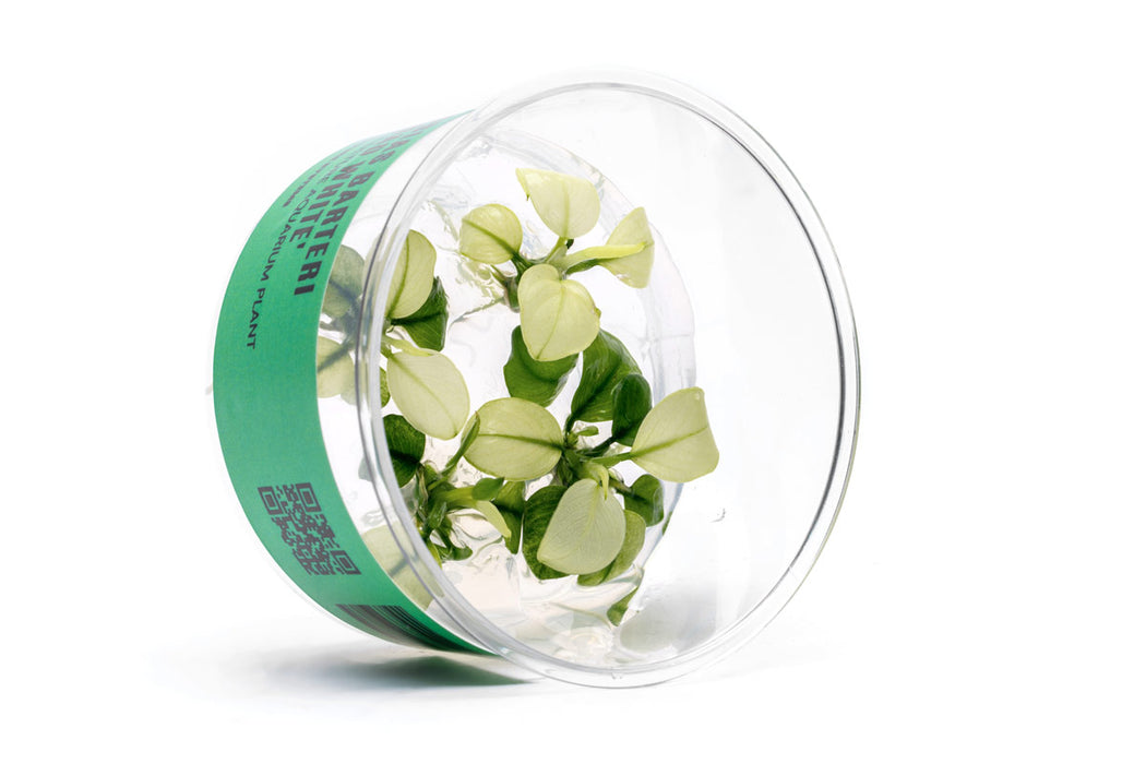 Anubias Barteri Broad White UNS Tissue Culture