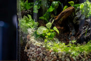 Anubias Barteri Broad White UNS Tissue Culture Aquatic Plant - Buce Plant