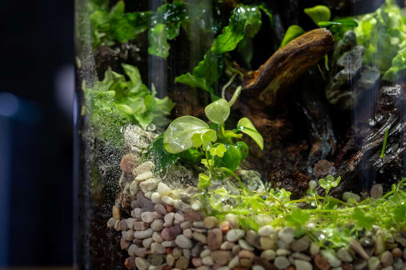 Anubias Barteri Broad White UNS Tissue Culture Aquatic Plant - Buce Plant