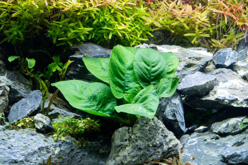 Healthy Anubias Barteri Butterfly aquatic plant from CPA with broad green leaves, ideal for freshwater aquariums.