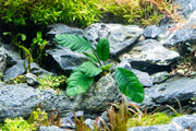 Anubias Barteri 'Coffeefolia' Aquatic Plant - Buce Plant