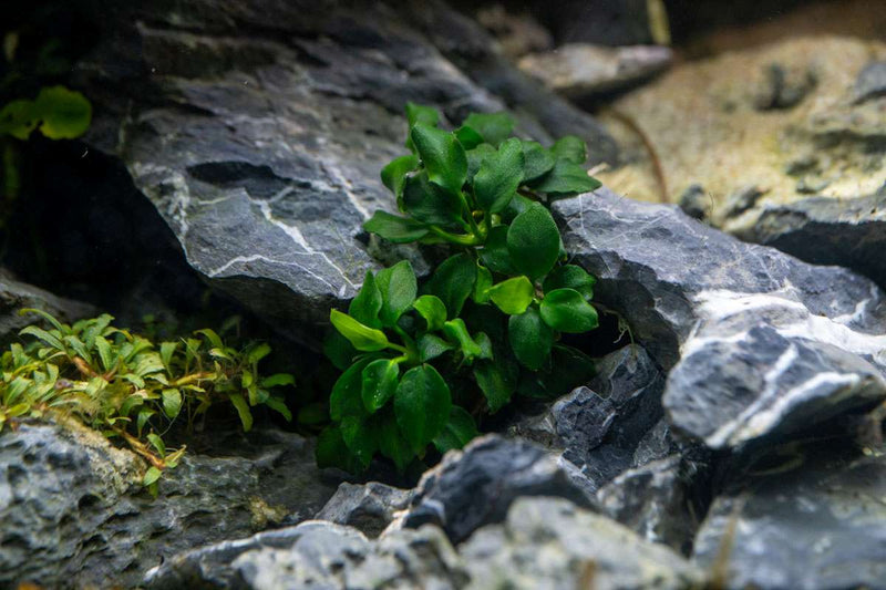 Dark Anubias Barteri aquatic plant from CPA, showcasing broad green leaves with dark edges, suitable for freshwater aquariums.