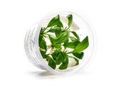Anubias Barteri Gigantea Aquatic Farmer Tissue Culture Aquatic Plant - Buce Plant