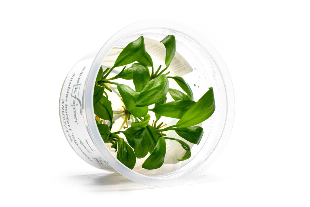Anubias Barteri Gigantea Aquatic Farmer Tissue Culture