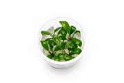 Anubias Barteri Gigantea Aquatic Farmer Tissue Culture Aquatic Plant - Buce Plant