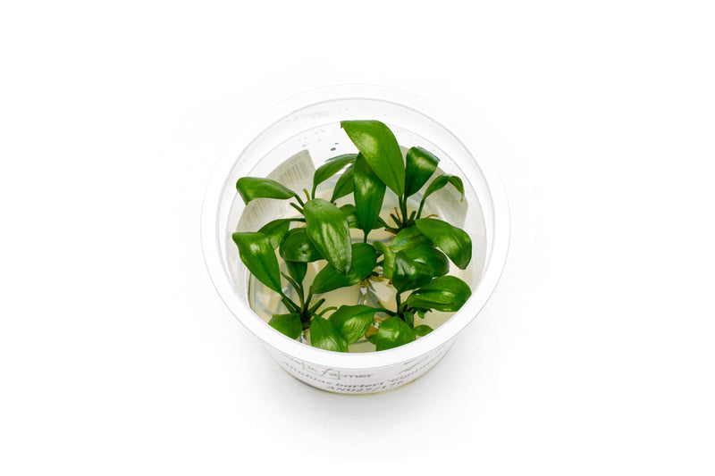 Anubias Barteri Gigantea Aquatic Farmer Tissue Culture Aquatic Plant - Buce Plant