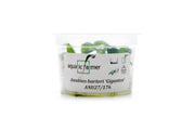Anubias Barteri Gigantea Aquatic Farmer Tissue Culture Aquatic Plant - Buce Plant