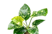 Anubias Barteri 'King'