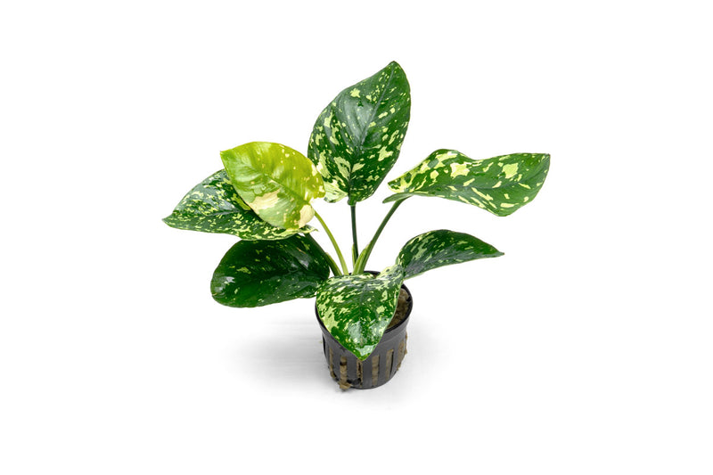 Anubias Barteri 'King'
