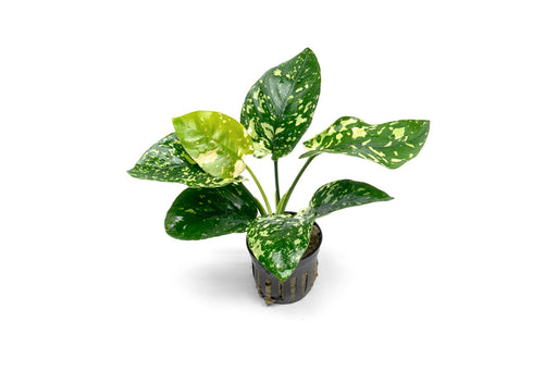 Anubias Barteri 'King'