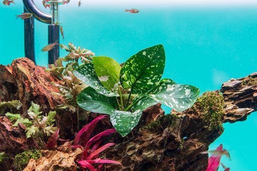 Anubias Barteri 'King'