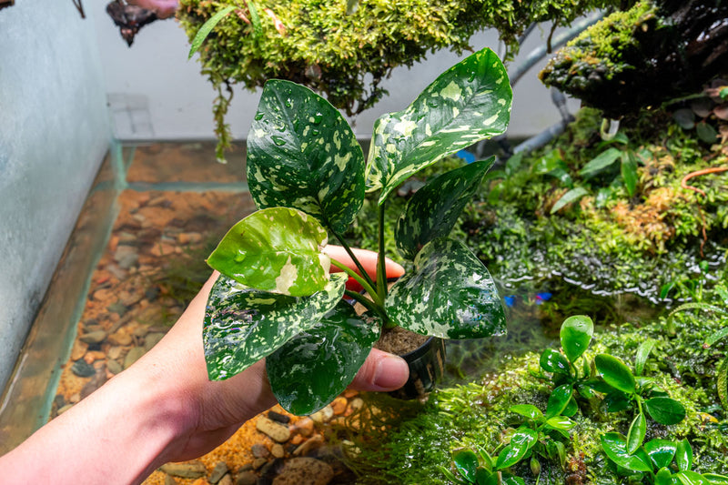 Anubias Barteri 'King'