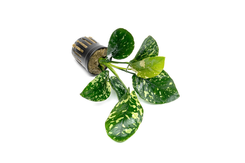 Anubias Barteri 'King'