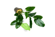 Anubias Barteri Mother Pot Aquatic Plant - Buce Plant