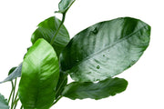 Anubias Barteri Mother Pot Aquatic Plant - Buce Plant