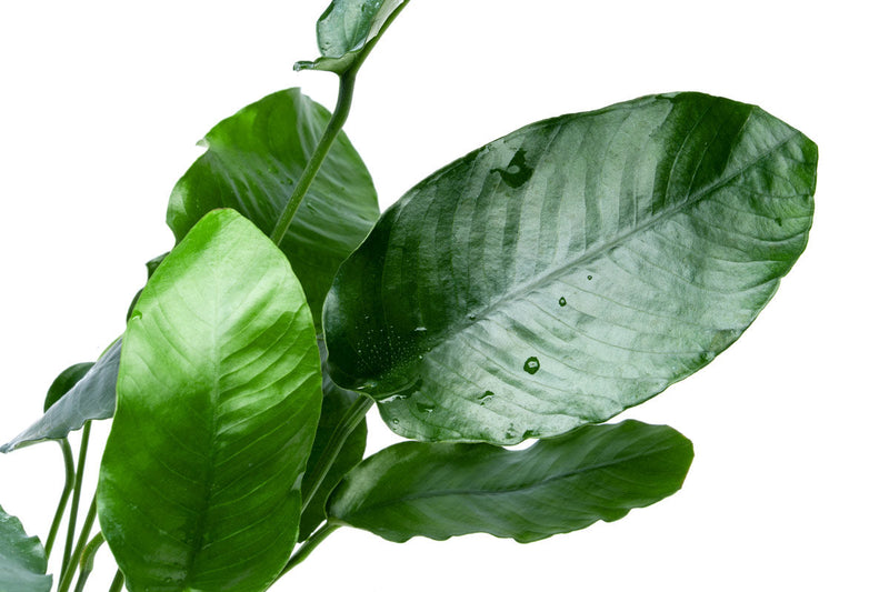 Anubias Barteri Mother Pot Aquatic Plant - Buce Plant