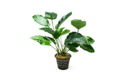 Anubias Barteri Mother Pot Aquatic Plant - Buce Plant