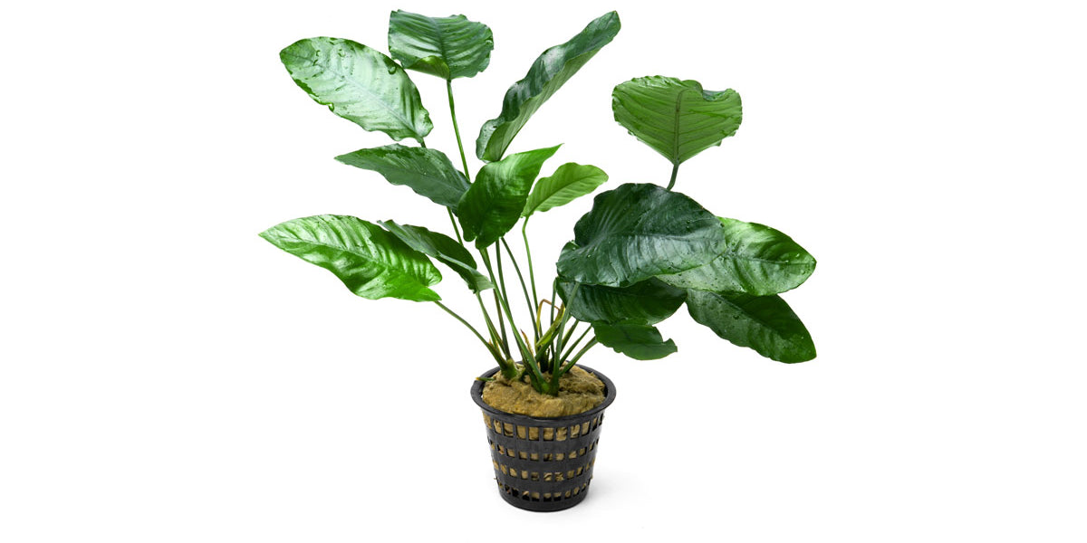 Anubias barteri