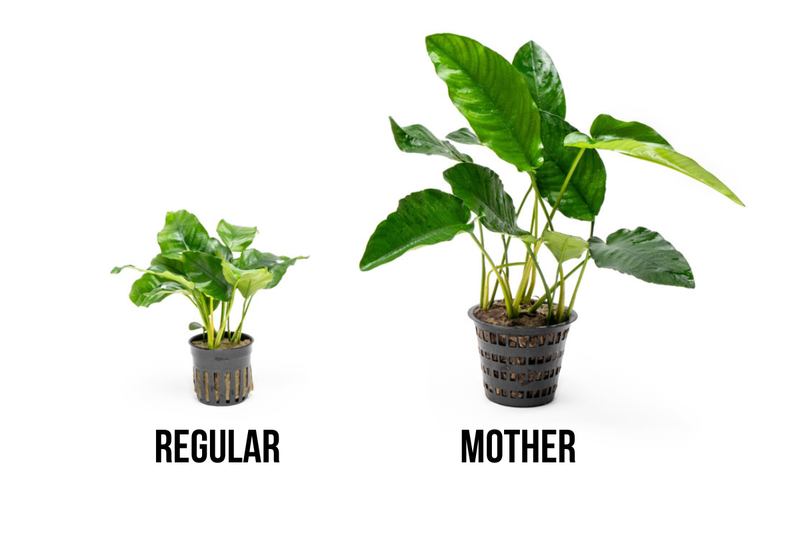 Anubias Barteri Mother Pot Aquatic Plant - Buce Plant