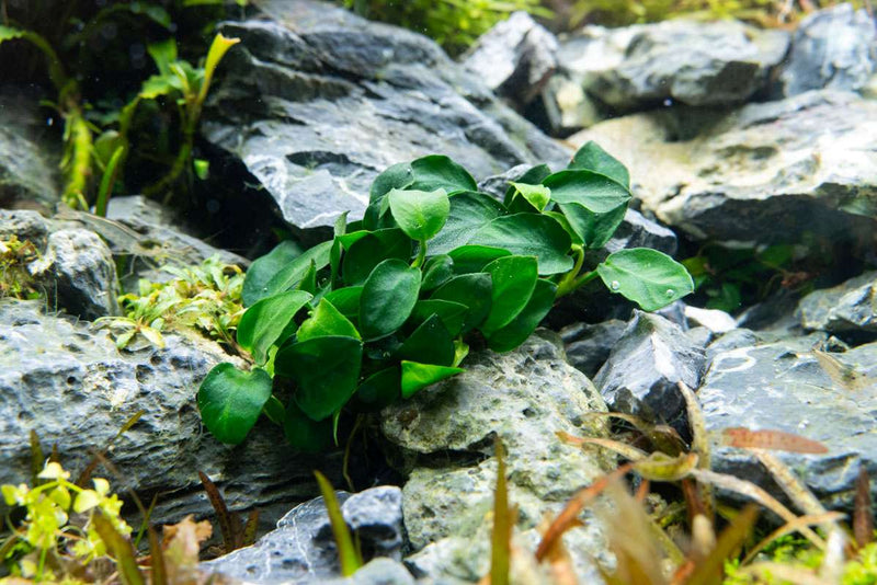 Small Anubias Barteri Petite Round aquatic plant by CPA with rounded leaves for freshwater aquarium decoration.
