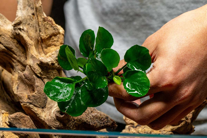 Anubias Barteri Round (Golden Coin) Aquatic Plant - Buce Plant