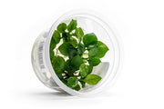 Anubias Barteri 'Round Leaf' Aquatic Farmer Tissue Culture Aquatic Plant - Buce Plant
