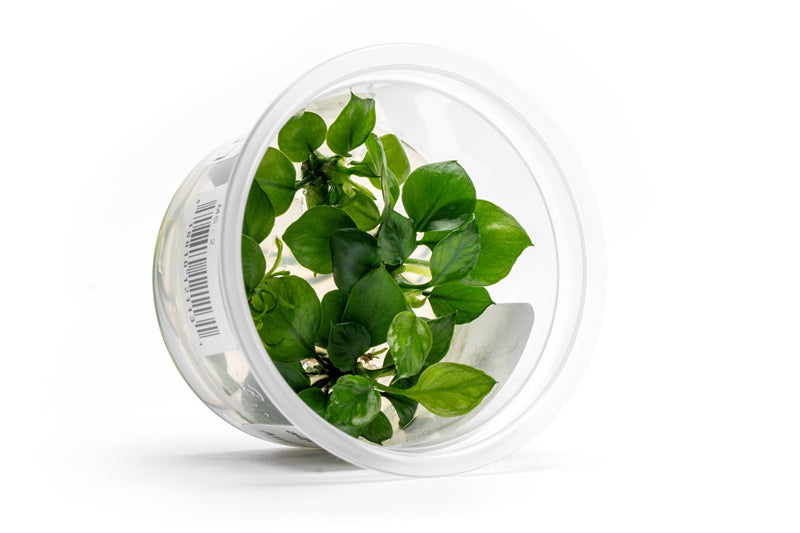 Anubias Barteri 'Round Leaf' Aquatic Farmer Tissue Culture Aquatic Plant - Buce Plant