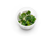 Anubias Barteri 'Round Leaf' Aquatic Farmer Tissue Culture Aquatic Plant - Buce Plant