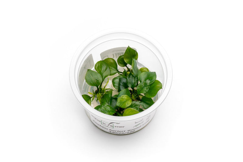 Anubias Barteri 'Round Leaf' Aquatic Farmer Tissue Culture Aquatic Plant - Buce Plant