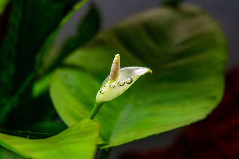Anubias Barteri Striped Mother Pot Aquatic Plant - Buce Plant