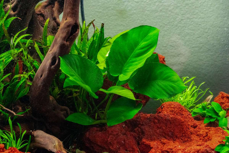 Anubias Barteri Striped Mother Pot Aquatic Plant - Buce Plant