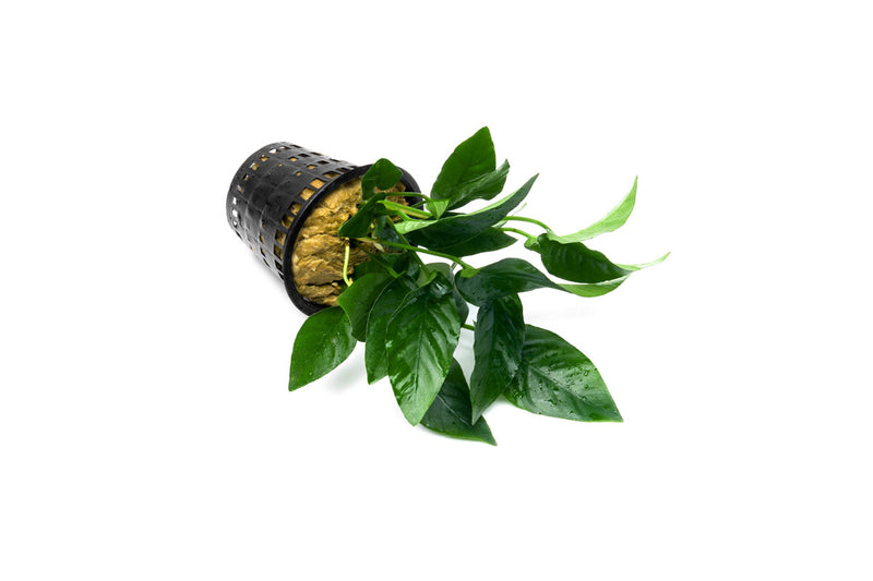 Anubias Barteri Striped Mother Pot Aquatic Plant - Buce Plant