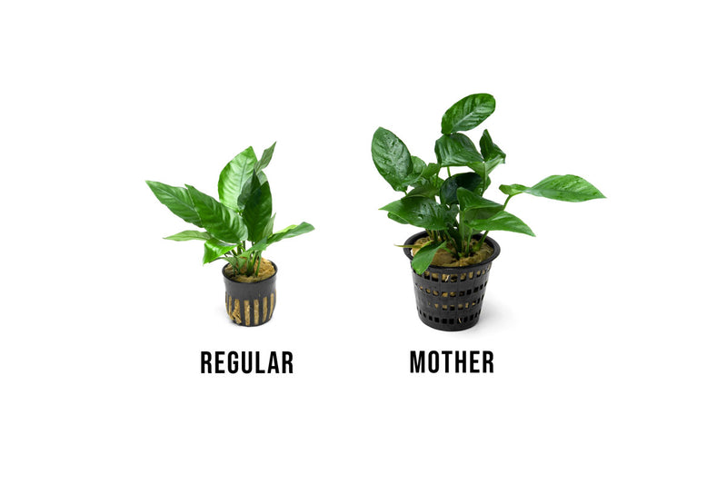 Anubias Barteri Striped Mother Pot Aquatic Plant - Buce Plant