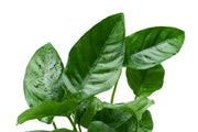 Anubias Barteri Striped Mother Pot Aquatic Plant - Buce Plant