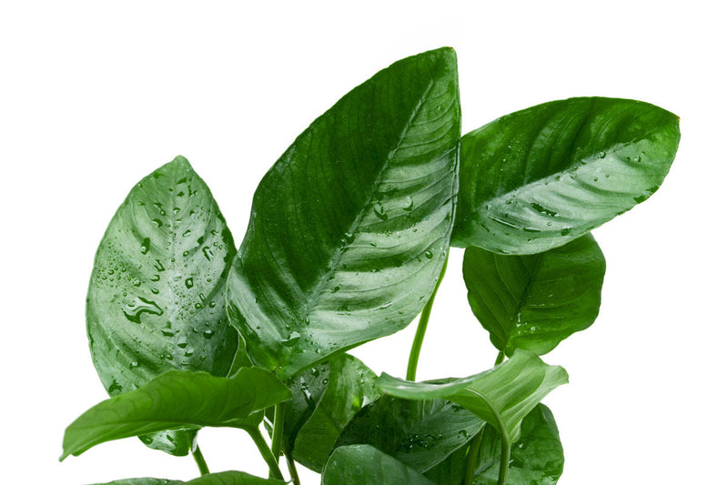 Anubias Barteri Striped Mother Pot Aquatic Plant - Buce Plant