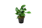 Anubias Barteri Striped Mother Pot Aquatic Plant - Buce Plant