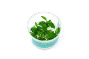 Anubias Barteri UNS Tissue Culture Aquatic Plant - Buce Plant