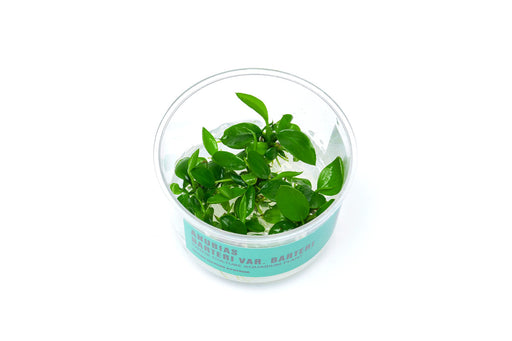 Anubias Barteri UNS Tissue Culture
