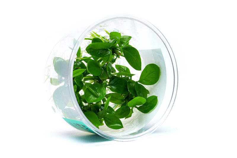 Anubias Barteri UNS Tissue Culture Aquatic Plant - Buce Plant