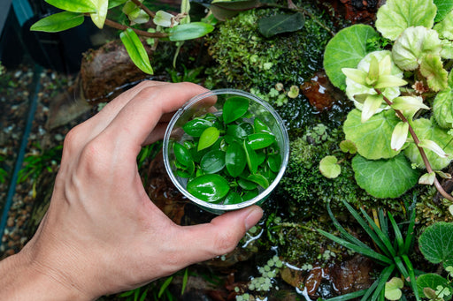 Anubias Barteri UNS Tissue Culture