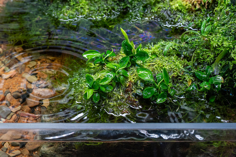 Anubias Barteri UNS Tissue Culture