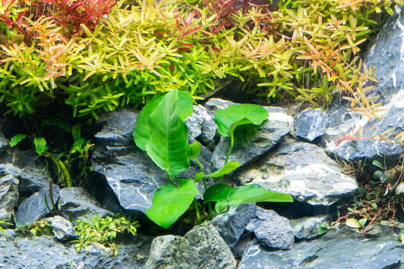 Healthy Anubias Barteri 'Wrinkle Leaf' aquatic plant from CPA with broad, textured leaves suitable for freshwater aquariums.