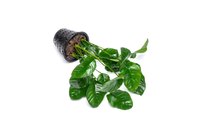 Anubias Barteri Wrinkle Leaf aquatic plant in a CPA mother pot, with broad, textured green leaves suitable for freshwater aquariums.